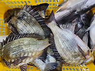 17일 - 자연산홍합살, 멍..