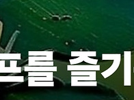 제77회 ⛳..