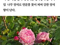 메어로즈 장미