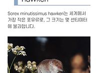 세상에서 가장 작은 포유류