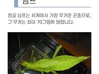 세상에서 가장 무거운 곤충