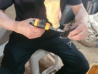 마렉접종 대기중