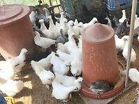 청계닭 백봉 오골..