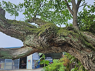 2025 제4회 단장시조 차상..