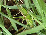 2025 제4회 단시조 초대작..