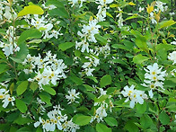 박달가침