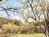 이천원적산 산수유축제장