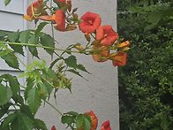 바람 소리에도
