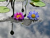자매