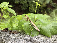 위장