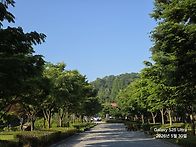 과천시 서울 대공원 장미축..
