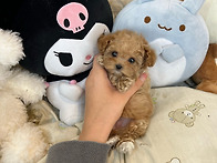 죽전강아지분양 죽전강아지무료분양 죽전강..
