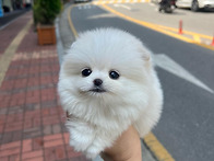 성남강아지분양 성남강아지..