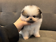 수지강아지분양 수지강아지무료분양 수지강..