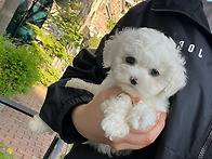 서울강아지분양 서울강아지..