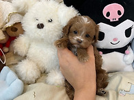 이천강아지분양 이천강아지무료분양 이천강..