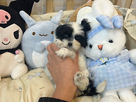 오산강아지분양 오산강아지무료분양 오산강..