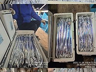 통영명륜호3호14석)大갈치 최대2쿨러 대장..