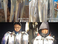 통영명륜7호14석)왕갈치 씨알~굿굿 쿨러가득..