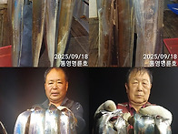 통영명륜호7호)은빛갈치 씨알이 완전~짱 마..