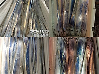 통영명륜7호14석)왕갈치 씨알~굿굿 쿨러가득..