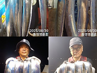 통영명륜호7호)대갈치들과전쟁 풍년입니다 ..