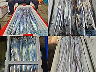 통영명륜호3호)대갈치 씨알 좋은 갈치들로 ..