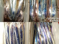 통영명륜호7호) 명륜호의 갈치 쿨러조황~ ..