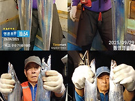 통영명륜호7호) 명륜호의 갈치 쿨러조황~ ..