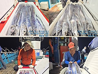 통영명륜호3호)대갈치 씨알 좋은 갈치들로 ..