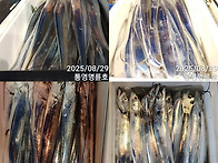 통영명륜호7호)대갈치 빛깔좋고 끝내 주네요..