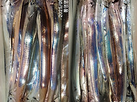 통영명륜호7호)은빛갈치 씨알이 완전~짱 마..