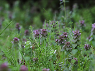 자주광대나물 (흰색)