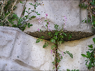 각시괴불주머니