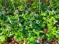 4/4/26, Loudoun He..