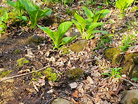 4/11/26 Little Dev..