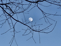 겨울에 앙상하게 ..