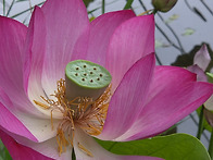 보석