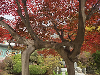 도봉산 37년전 산불난현장..