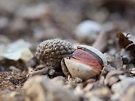 신갈나무 도토리 지금은?..