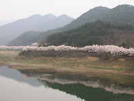 벚꽃(섬진강)