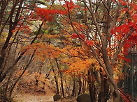 ♡만산홍엽(滿山紅葉)♡