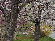 꽃들이 함께 어우..