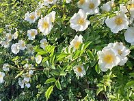 찔레꽃 구경하세요^^