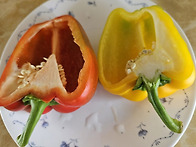 파프리카