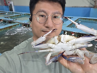 ★활꽃게특가★최저가도전..