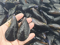 통영홍가리비...깐굴.....