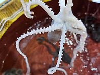 ★구매적기!가격인하특가★..