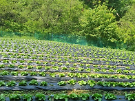 횡성 둔내면 청정지역 주말..