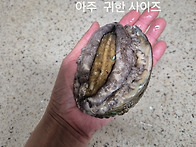 완도 활전복.....착한 가..
